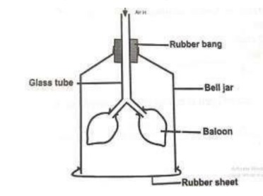 Inserted image